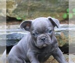 Small Photo #4 French Bulldog Puppy For Sale in LEBANON, PA, USA