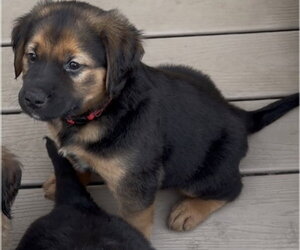 Golden Retriever-Unknown Mix Dogs for adoption in Plainfield, IL, USA