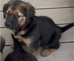 Small Golden Retriever Mix