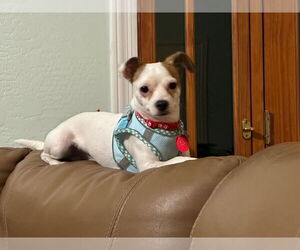 Jack Chi Dogs for adoption in Tempe , AZ, USA