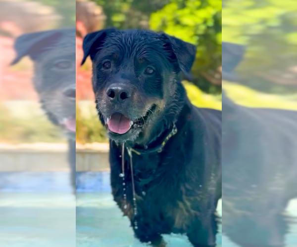 Medium Photo #4 Rottweiler Puppy For Sale in Gilbert, AZ, USA