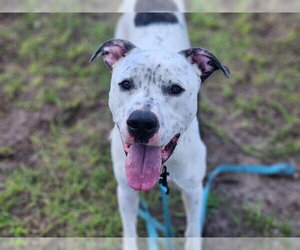 American Pit Bull Terrier-Great Dane Mix Dogs for adoption in Ocala, FL, USA