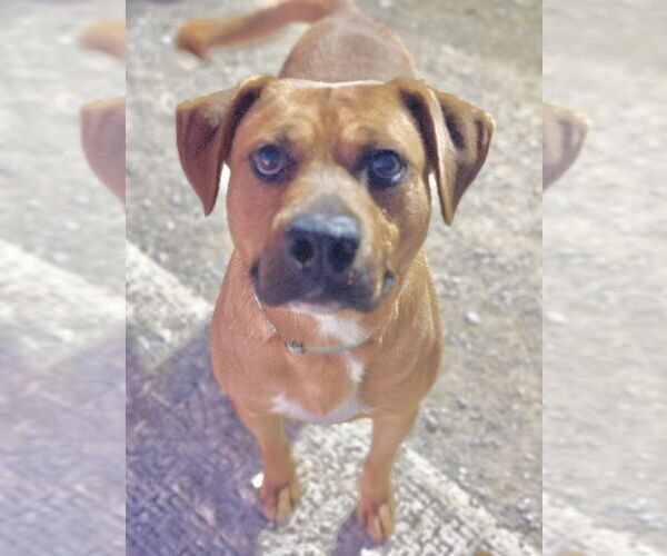 Medium Photo #3 Mutt Puppy For Sale in Evansville, IN, USA