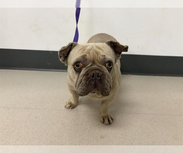 Medium Photo #1 French Bulldog Puppy For Sale in Corona, CA, USA