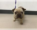 Small French Bulldog