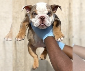 English Bulldog Puppy for sale in WASHINGTON, DC, USA