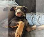 Small #5 Mutt