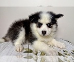 Small #5 Pomsky