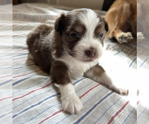 Papillon Puppy for sale in MONTEREY PARK, CA, USA