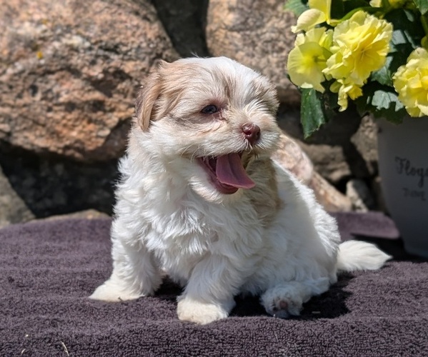 Medium Photo #7 Havanese Puppy For Sale in GOSHEN, IN, USA