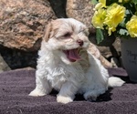 Small #6 Havanese