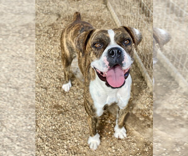 Medium Photo #2 Boxer Puppy For Sale in Austin, TX, USA