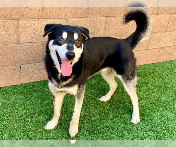 Medium Photo #2 Siberian Husky-Unknown Mix Puppy For Sale in Moreno Valley, CA, USA