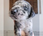 Small Photo #46 Daniff-Neapolitan Mastiff Mix Puppy For Sale in MONTEVIEW, ID, USA