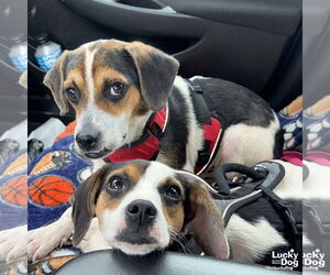 Beagle-Coonhound Mix Dogs for adoption in Washington, DC, USA