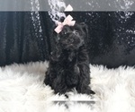 Puppy Babykins YorkiePoo
