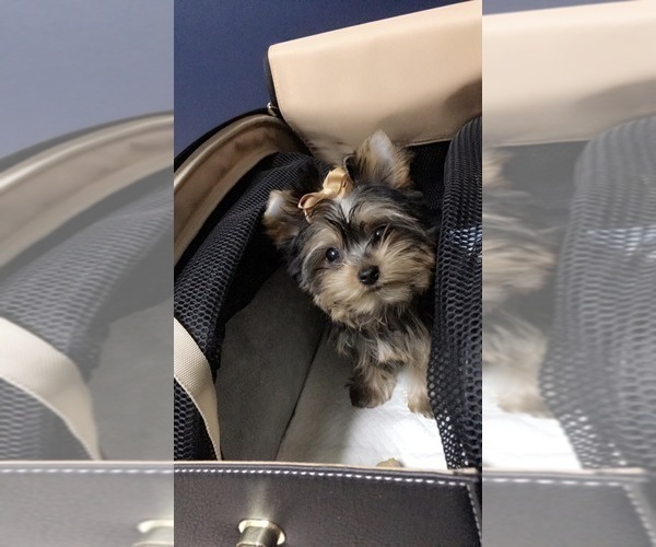 Medium Photo #3 Yorkshire Terrier Puppy For Sale in HAYWARD, CA, USA