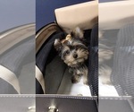 Small Photo #3 Yorkshire Terrier Puppy For Sale in HAYWARD, CA, USA