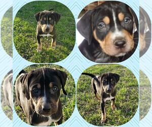 Catahoula Leopard Dog Puppy for sale in DALLAS, TX, USA