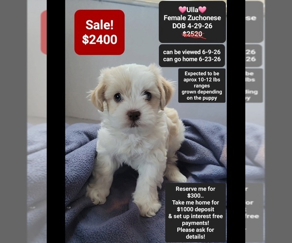 Medium Photo #1 Havanese-Zuchon Mix Puppy For Sale in TUCSON, AZ, USA