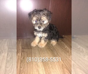 Morkie Puppy for sale in LAPEER, MI, USA