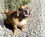 Small #1 Basset Hound Mix