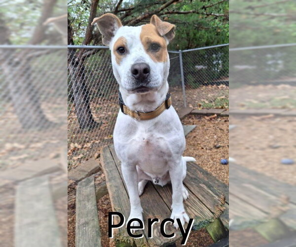 Medium Photo #1 Staffordshire Bull Terrier-Unknown Mix Puppy For Sale in Mountain View, AR, USA