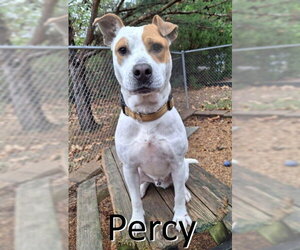 Staffordshire Bull Terrier-Unknown Mix Dogs for adoption in Mountain View, AR, USA