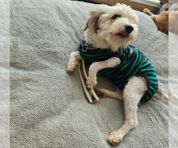 Medium Photo #7 Poodle (Toy) Puppy For Sale in Valrico, FL, USA