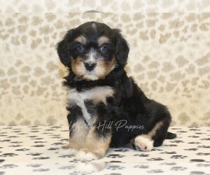 Miniature Bernedoodle Puppy for sale in DENVER, PA, USA