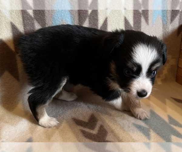 Medium Photo #2 Miniature Australian Shepherd Puppy For Sale in FORT MORGAN, CO, USA