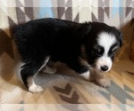 Small #1 Miniature Australian Shepherd