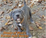 Image preview for Ad Listing. Nickname: Orange Male