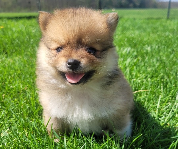 Medium Photo #3 Pomeranian Puppy For Sale in ORRVILLE, OH, USA