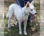 Small #2 American Eskimo Dog-Golden Retriever Mix