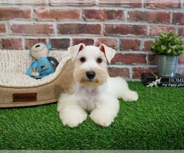 Medium Photo #10 Schnauzer (Miniature) Puppy For Sale in SYRACUSE, IN, USA