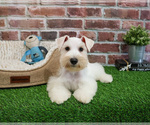 Small #9 Schnauzer (Miniature)