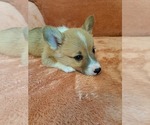Small #2 Pembroke Welsh Corgi