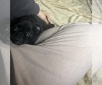 Puppy Glinda Pug-Puggle Mix