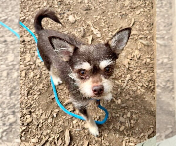 Medium Photo #1 Chihuahua-Unknown Mix Puppy For Sale in Waterford, VA, USA