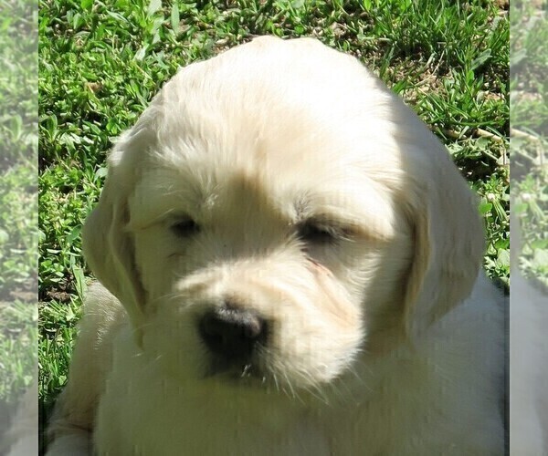 Medium Photo #10 English Cream Golden Retriever Puppy For Sale in PARTRIDGE, KS, USA