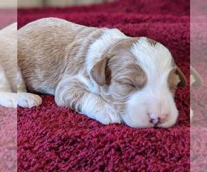 Goldendoodle (Miniature) Puppy for sale in WITHEE, WI, USA