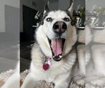 Small #2 Siberian Husky