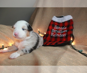 Miniature Australian Shepherd Puppy for sale in ANGOLA, IN, USA