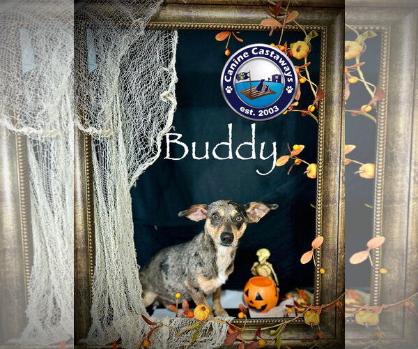 Medium Photo #3 Dachshund-Unknown Mix Puppy For Sale in Arcadia, FL, USA