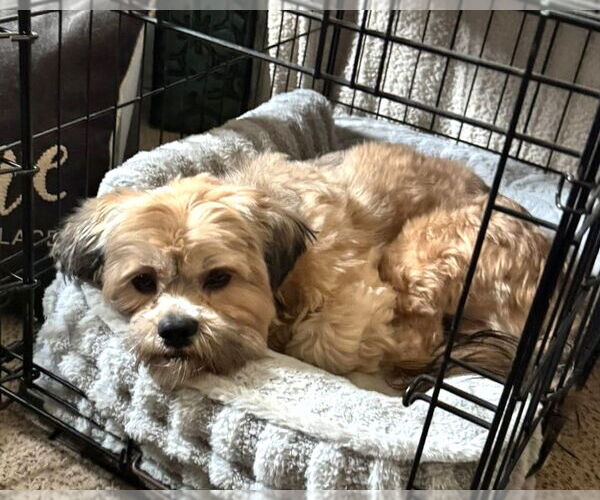 Medium Photo #5 Mutt Puppy For Sale in Westmont, IL, USA