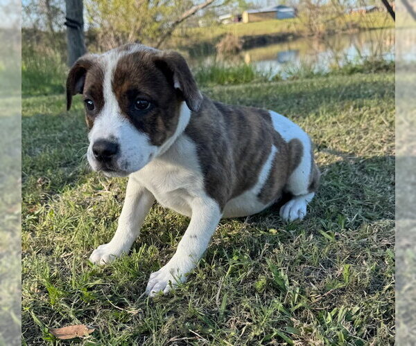 Medium Photo #7 Mutt Puppy For Sale in Tarrytown, GA, USA