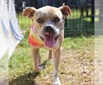 Small American Staffordshire Terrier