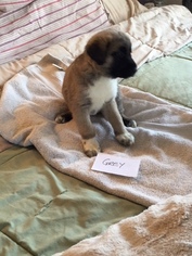 Medium Anatolian Shepherd