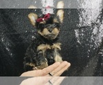 Small Photo #5 Yorkshire Terrier Puppy For Sale in WARSAW, IN, USA